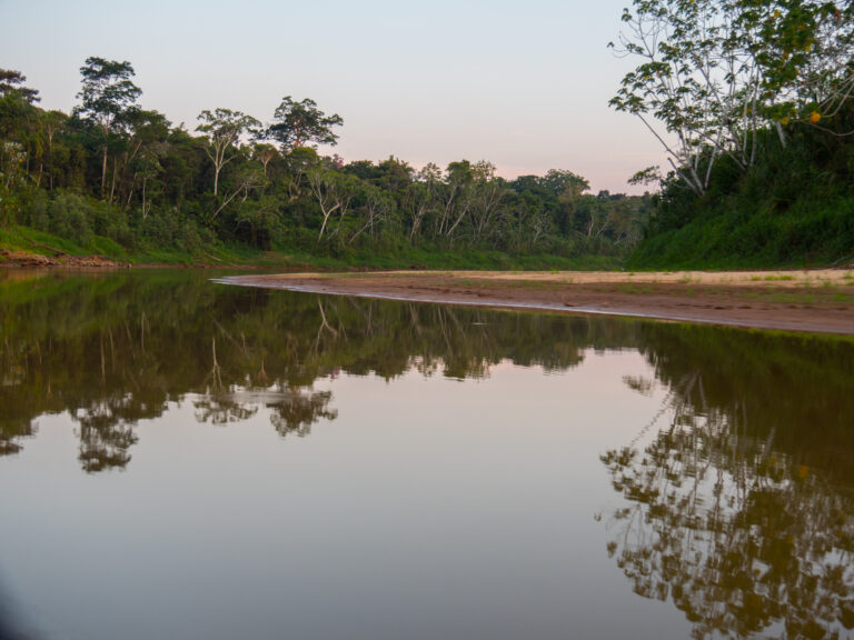 Amazon rainforest scene, early morning