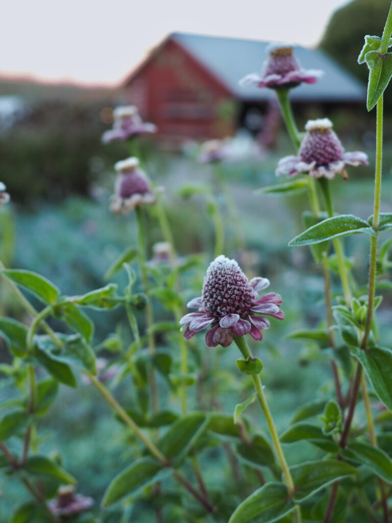 First frost on flowers