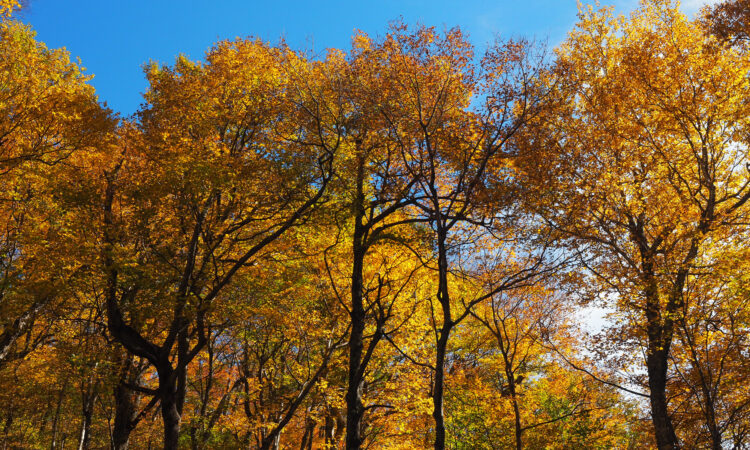 Fall golden leaved trees