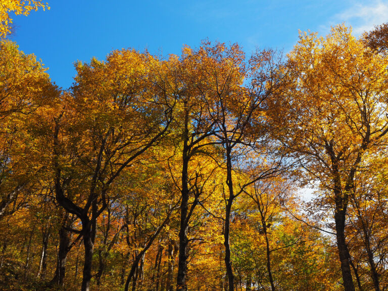 Autumn travel jewelry inspiration: Golden birch trees during peak fall foliage in Vermont.