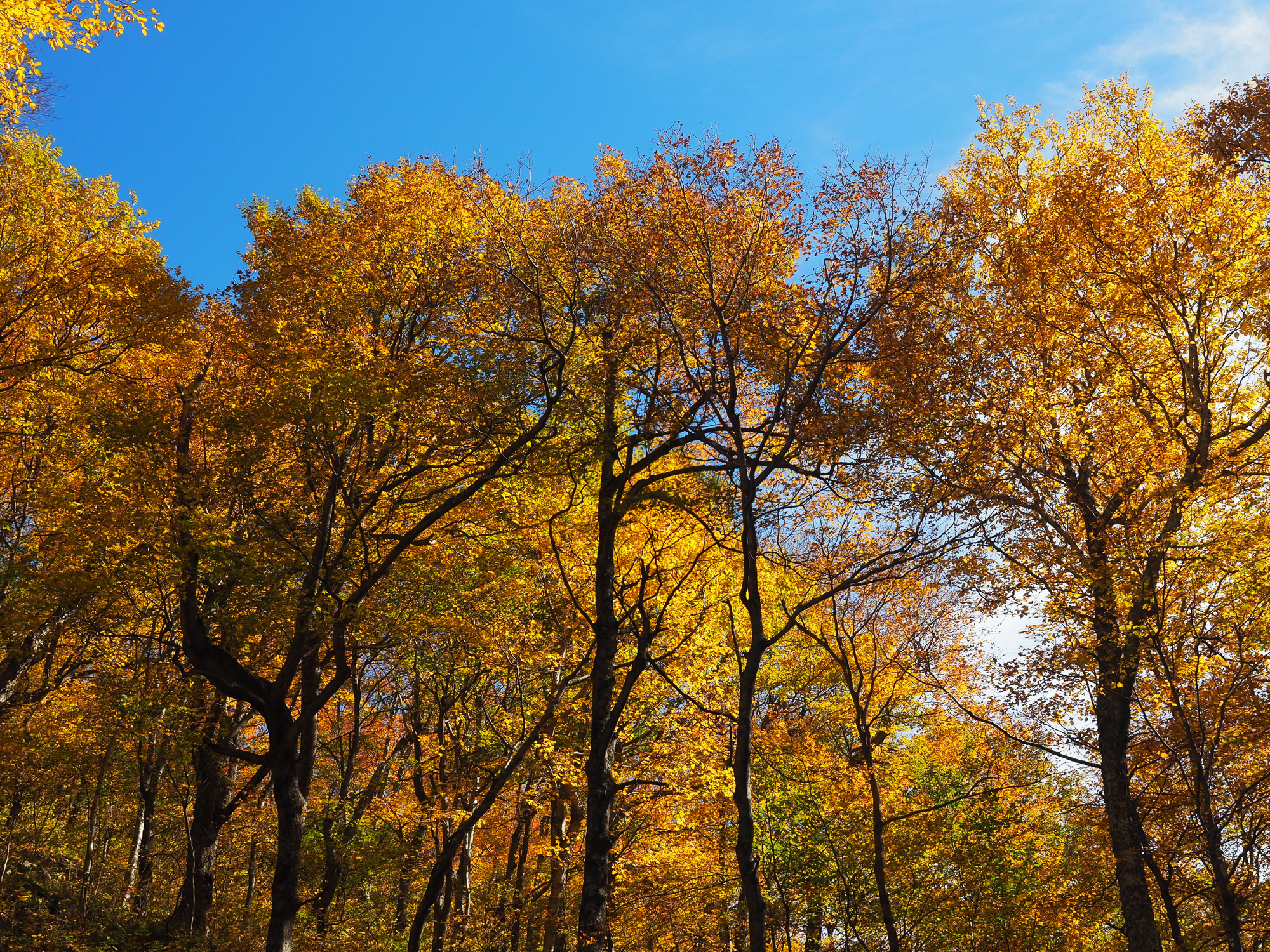 Autumn travel jewelry inspiration: Golden birch trees during peak fall foliage in Vermont.
