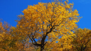 Golden tree autumn
