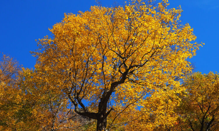 Golden tree autumn