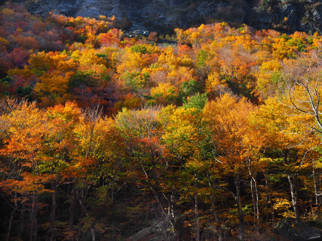 Autumn trees at Smugglers Notch, VT