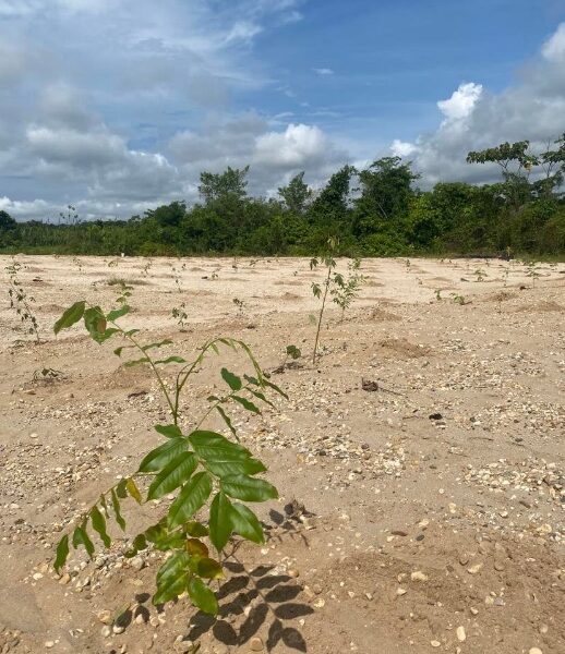 Rainforest reclamation project