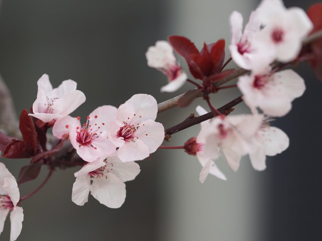 Cherry blossom plum blossom